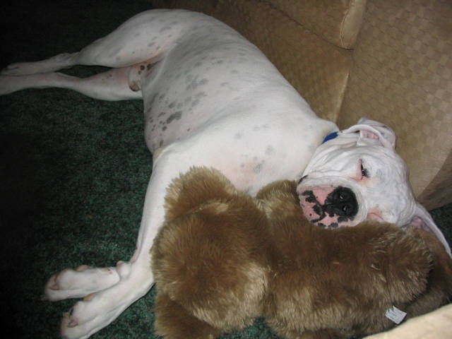 duke with his teddie bare
