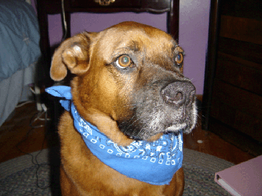 Duke