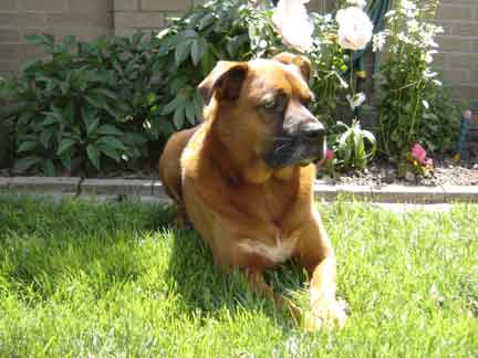 Duke