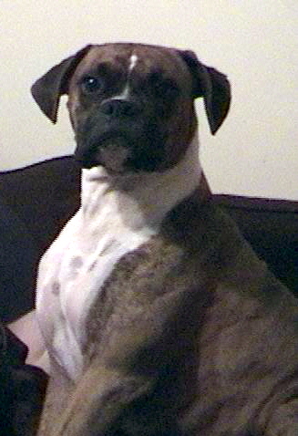 Duke