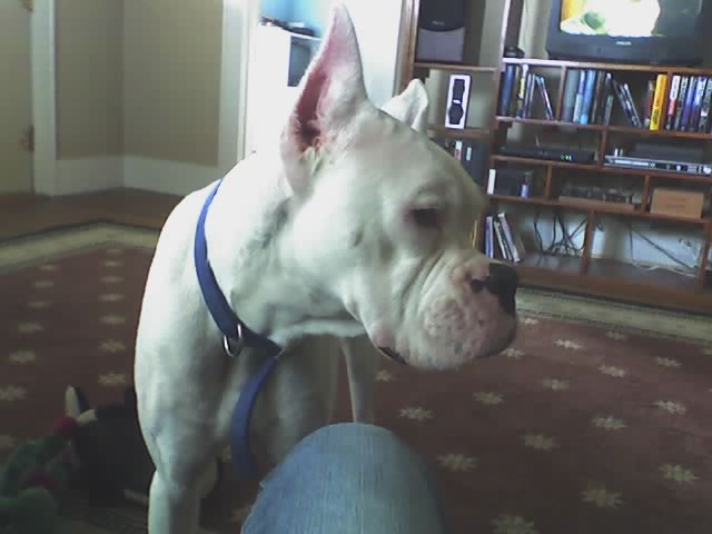 Duke