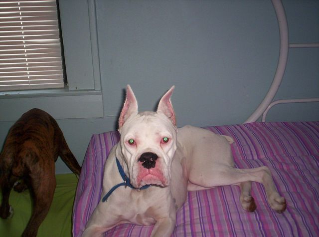duke