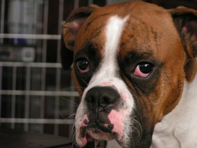 Duke