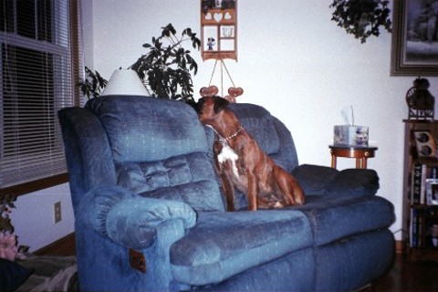duke