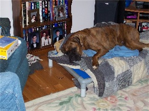 duke