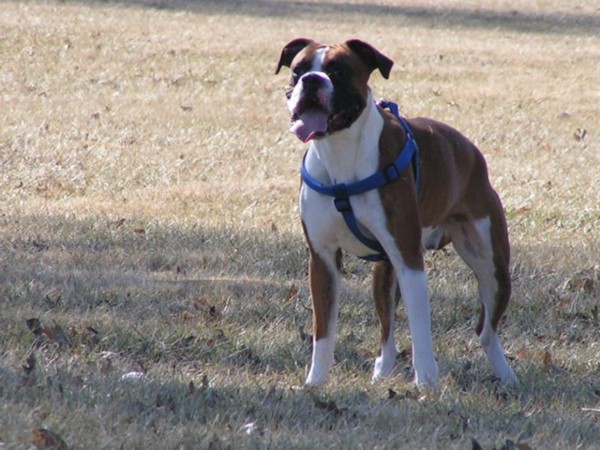 Duke