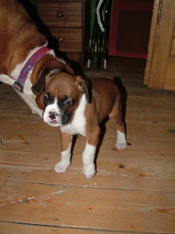 Duke