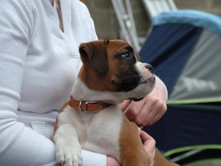 Duke