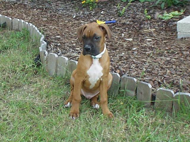 duke1