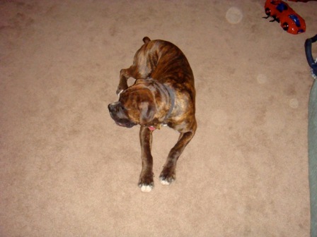 Duke12/20/08