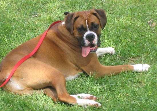 duke_relaxing