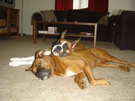 dukeandduch