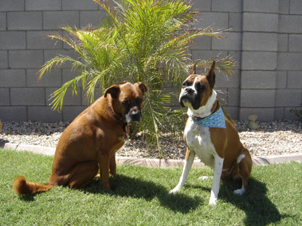 dukeandduch4