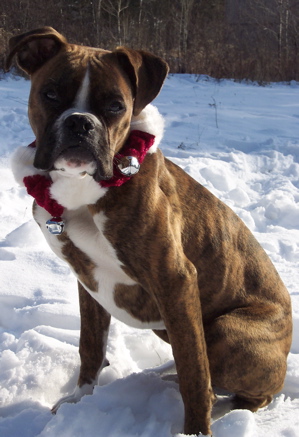 Duke's First Christmas