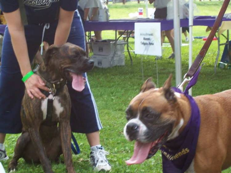 Dutch and a boxer buddy!!