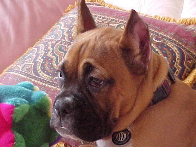 Dutchess 3-1-06