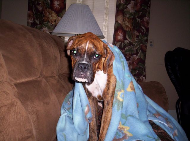 Dutchess after her spay