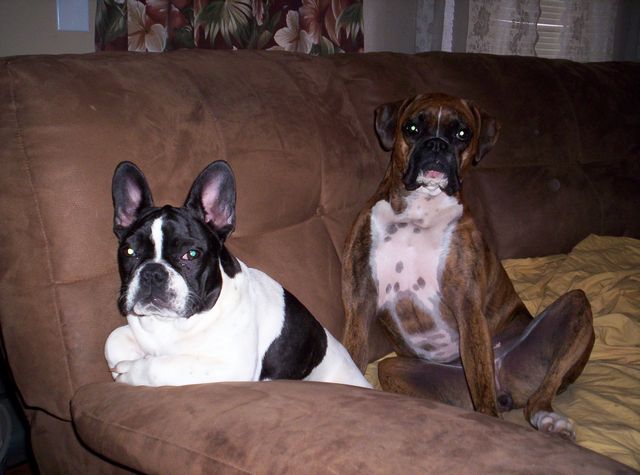 Dutchess and Lola