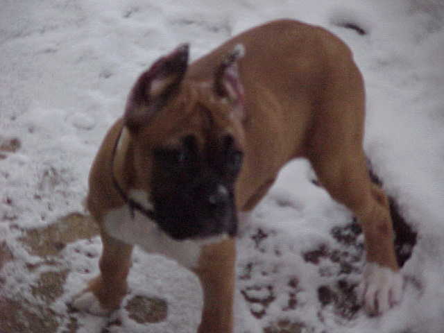 Dutchess at 12 wks, First Snow Feb. 12, 06