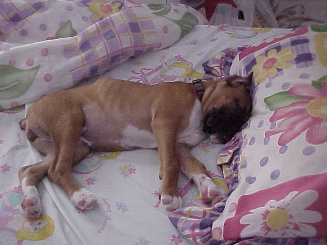 Dutchess in her sisters bed