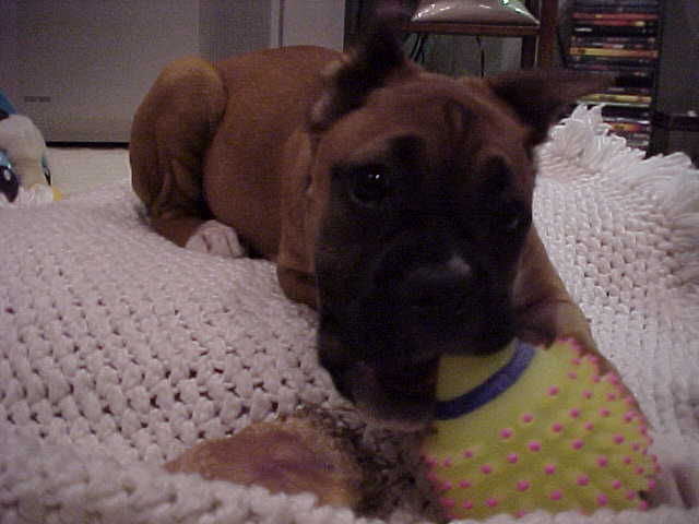 Dutchess loves her toys