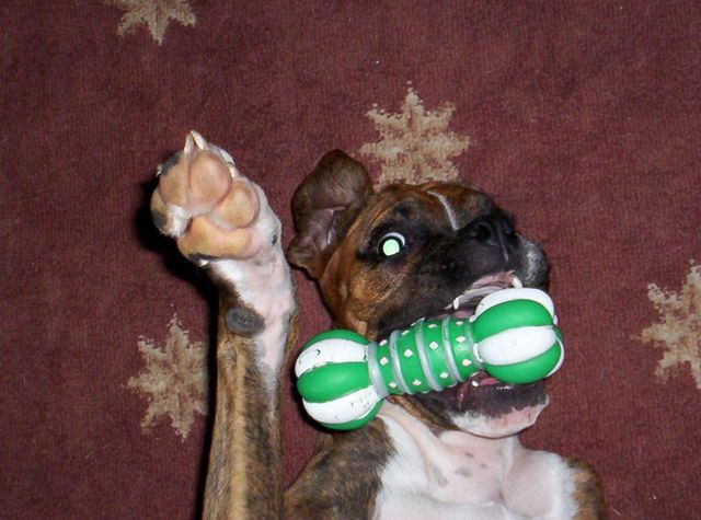 Dutchess with her favorite sqeaky toy!