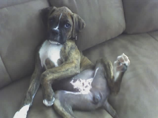 dutchess