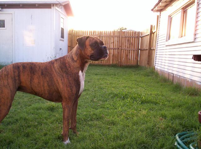 Dutchess