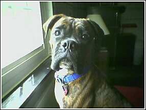 Dutchy's Half Brother