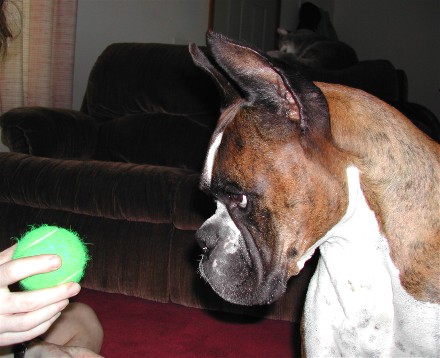 Eagle loves that ball