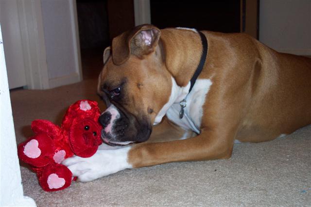 Early Valentine's Day Toy