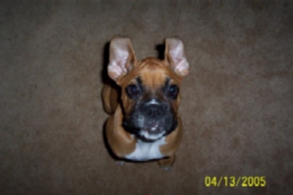 ears anybody?