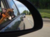 ears in the wind!
