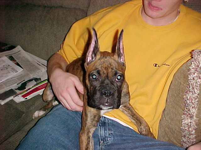 Ears standing tall...