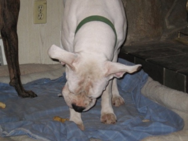 Ears!