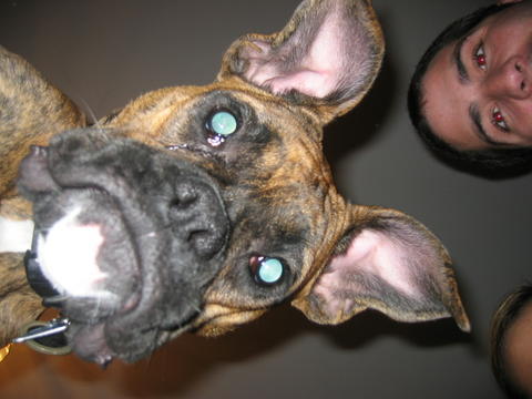ears