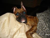 ears
