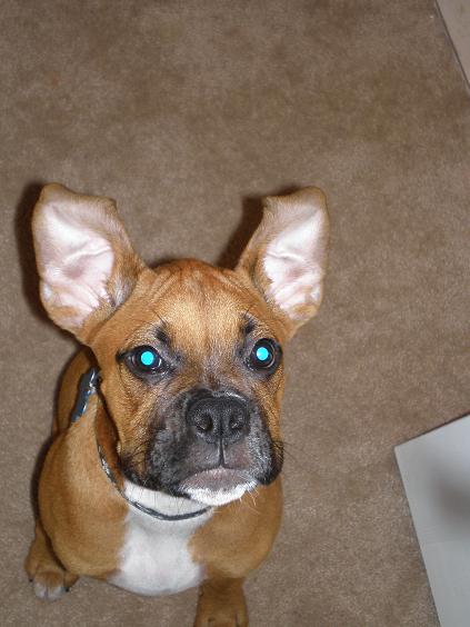 ears