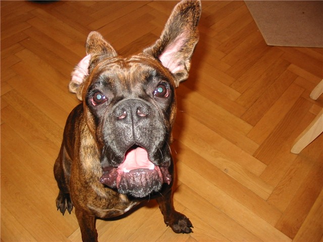 ears_in_motion