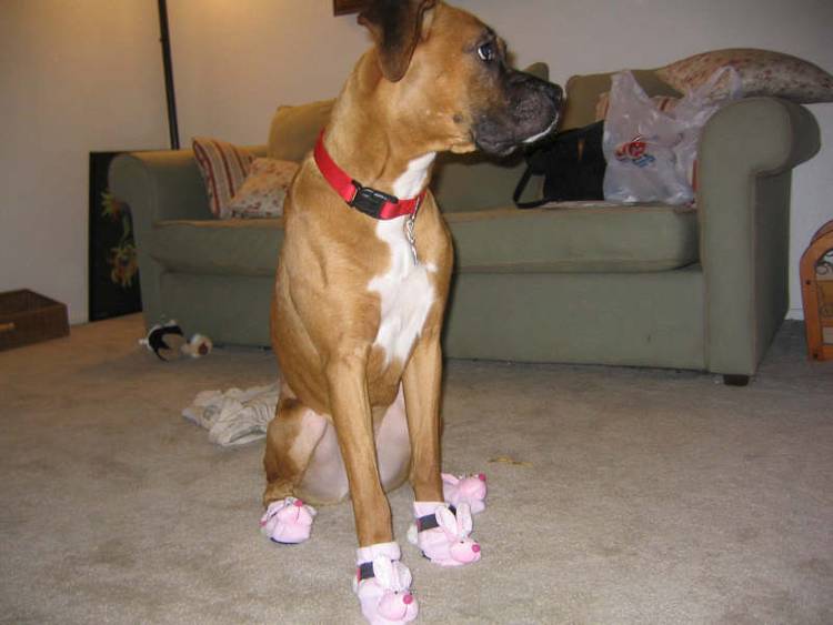 Easter Boxer