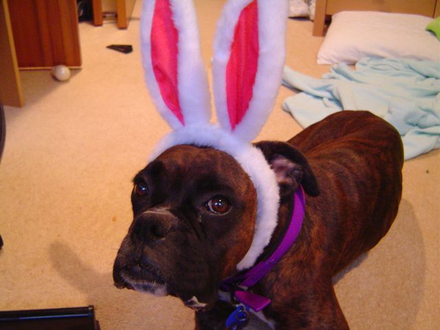 Easter bunny boxer