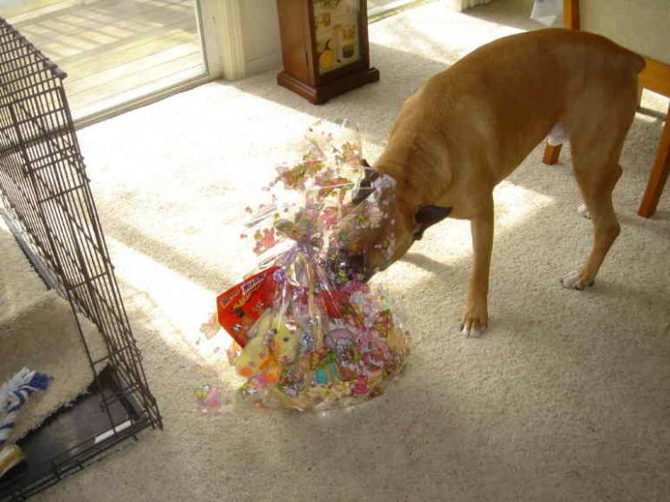EasterBasket for Bruno