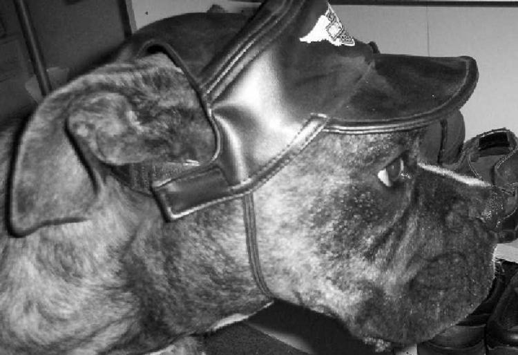Easy Rider