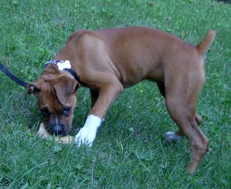 Eating a yummy bone