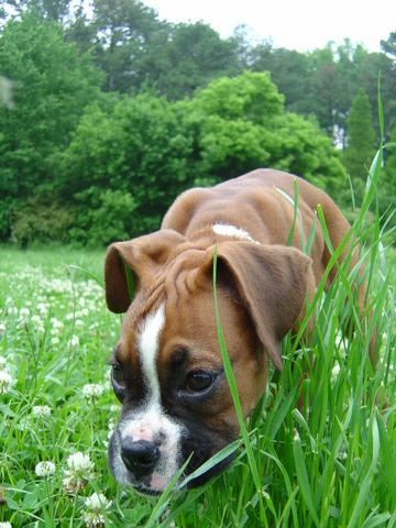 Eating grass