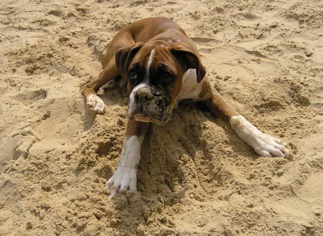 Eating Sand
