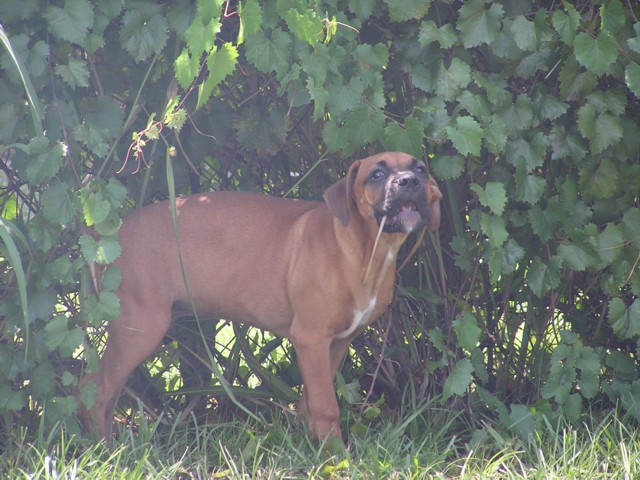 Eating the greenery