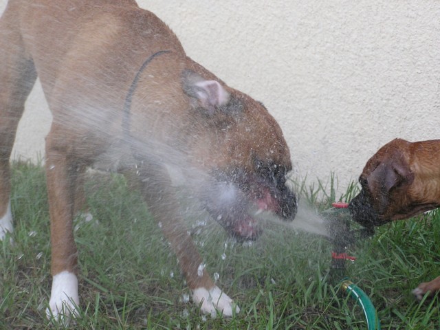 Eating water