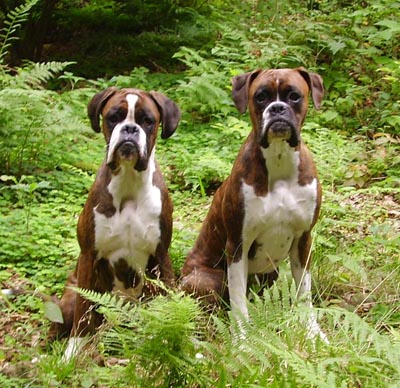 Ebba and Ozzy