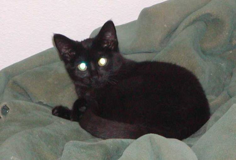 Eboni